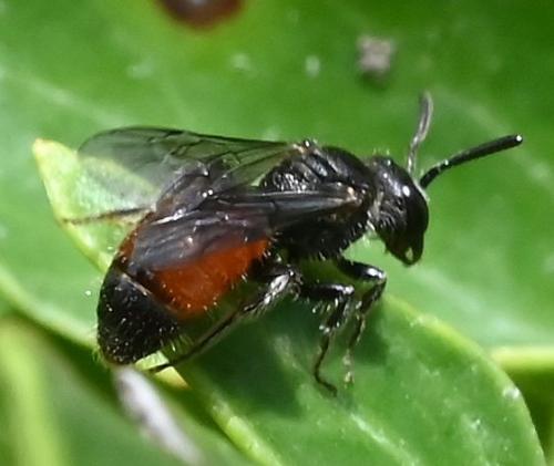 Sphecodes sp.